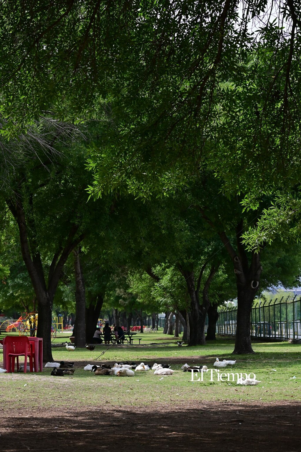 Galería fotográfica: Presencia de ánade real en Monclova evidencia paso migratorio y adaptación urbana