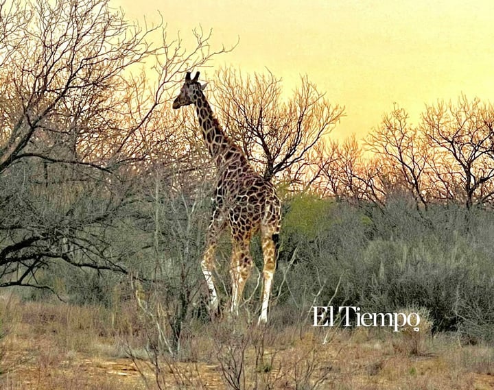 Galería fotográfica: Fauna exótica invade el desierto de Coahuila
