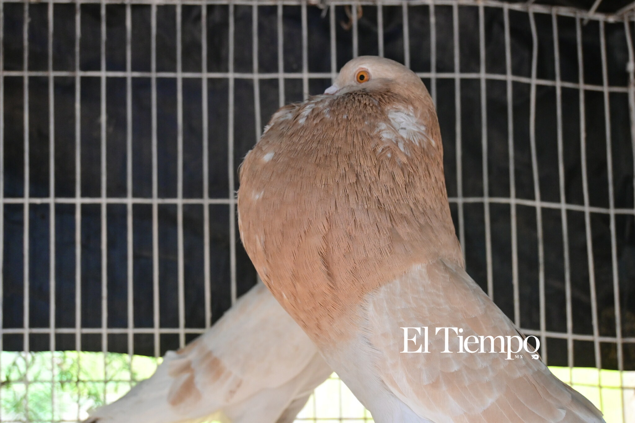Galería fotográfica: Colores que conectan: el aviario como opción para el Día del Niño