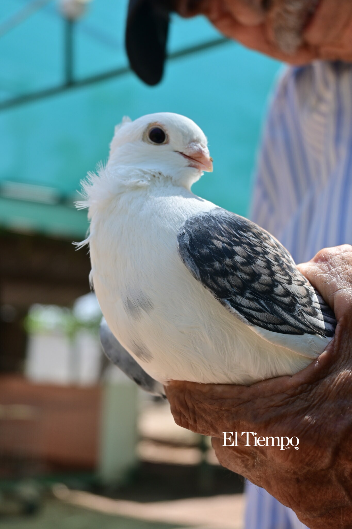 Galería fotográfica: Colores que conectan: el aviario como opción para el Día del Niño