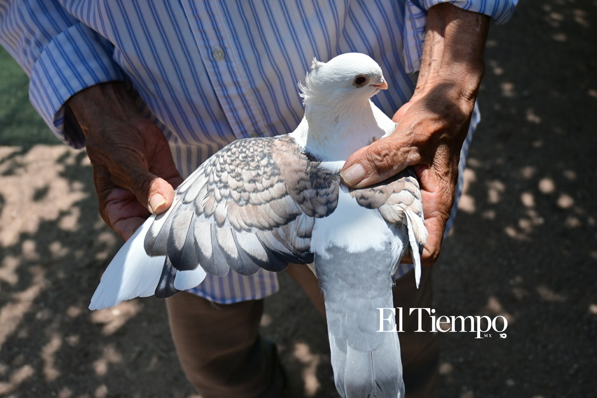 Galería fotográfica: Colores que conectan: el aviario como opción para el Día del Niño