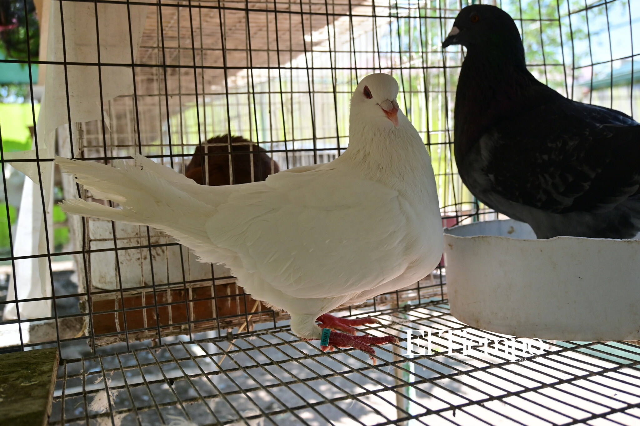 Galería fotográfica: Colores que conectan: el aviario como opción para el Día del Niño