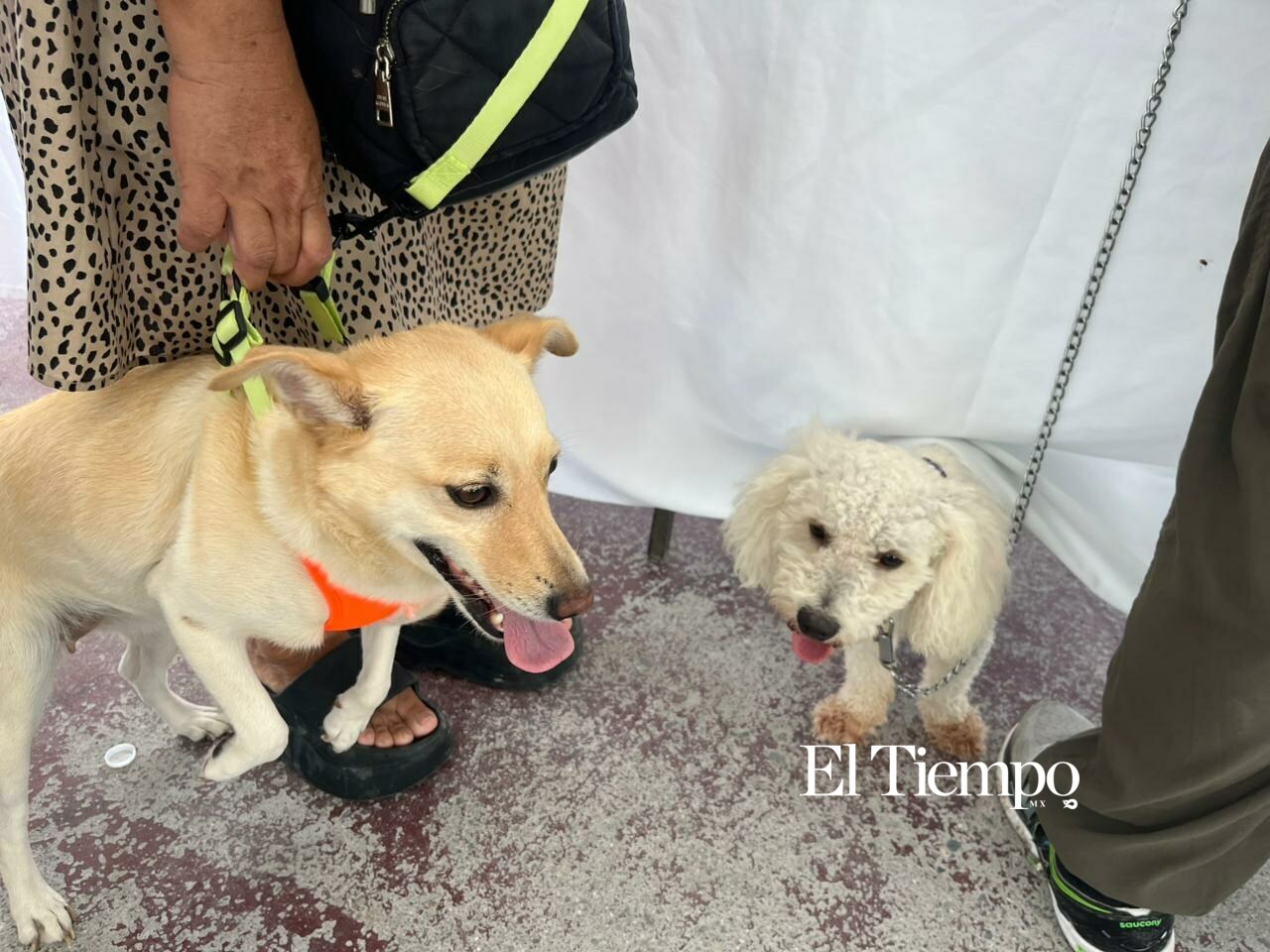 Galería fotográfica: Alta participación ciudadana en Brigada Integral de Salud Animal en Frontera