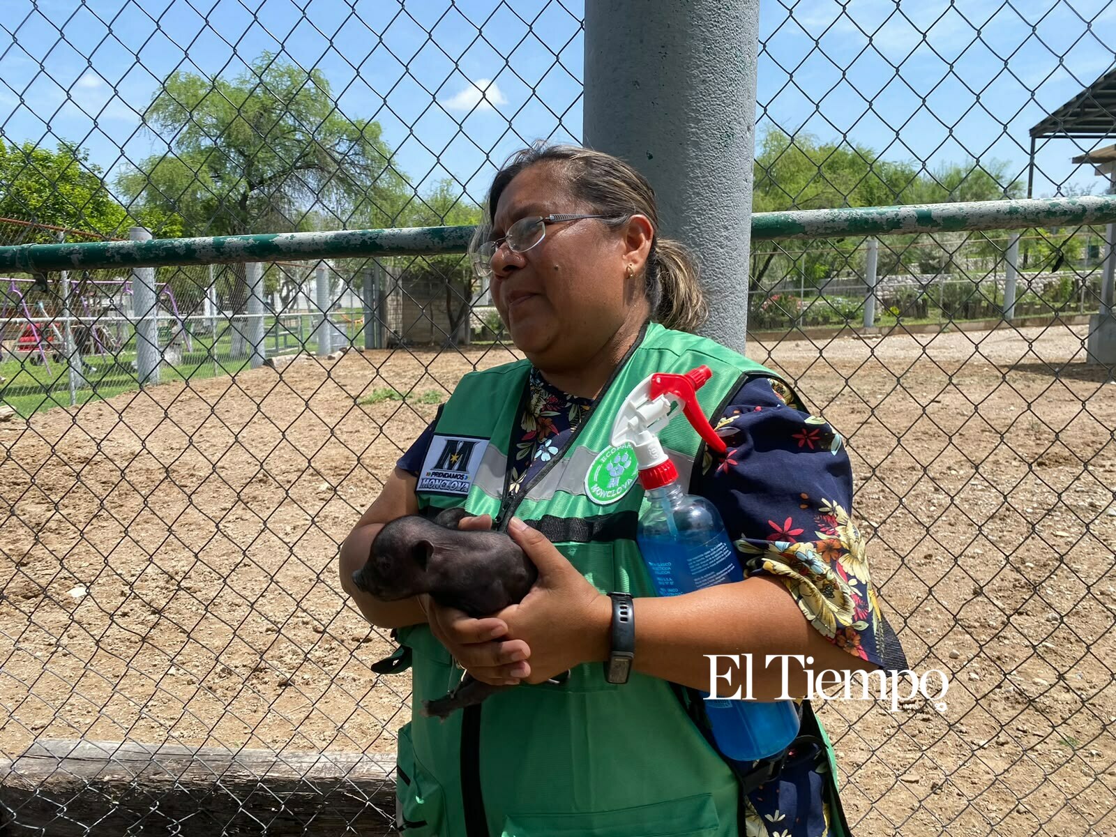 Galería fotográfica: Nacen cerditos enanos vietnamitas en Ecoparque de Monclova