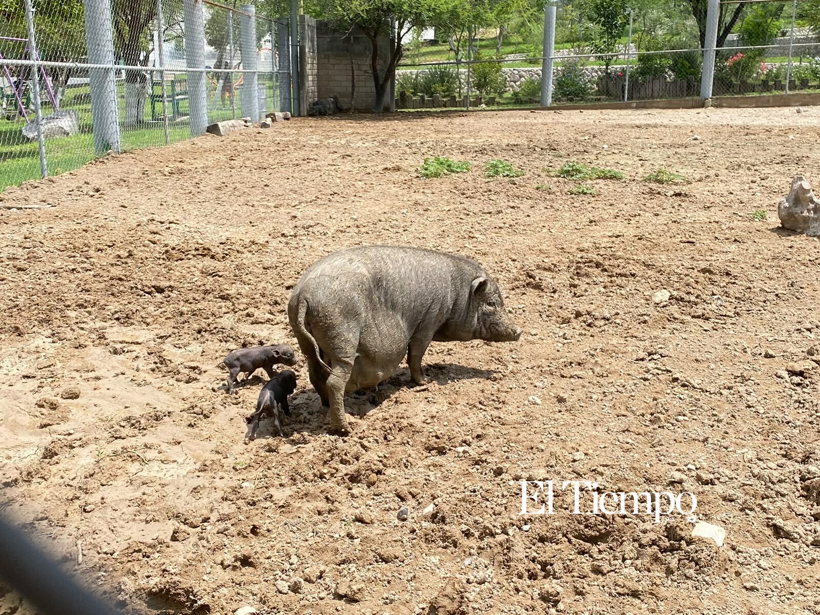 Galería fotográfica: Nacen cerditos enanos vietnamitas en Ecoparque de Monclova