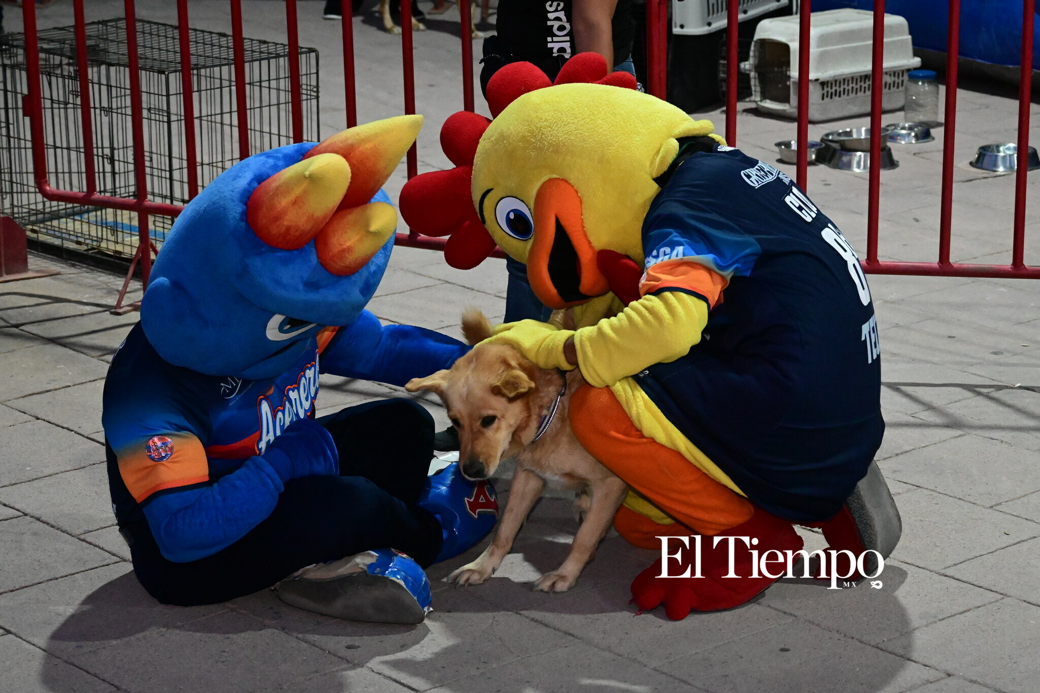 Galería fotográfica: La afición responde en una noche de béisbol con causa